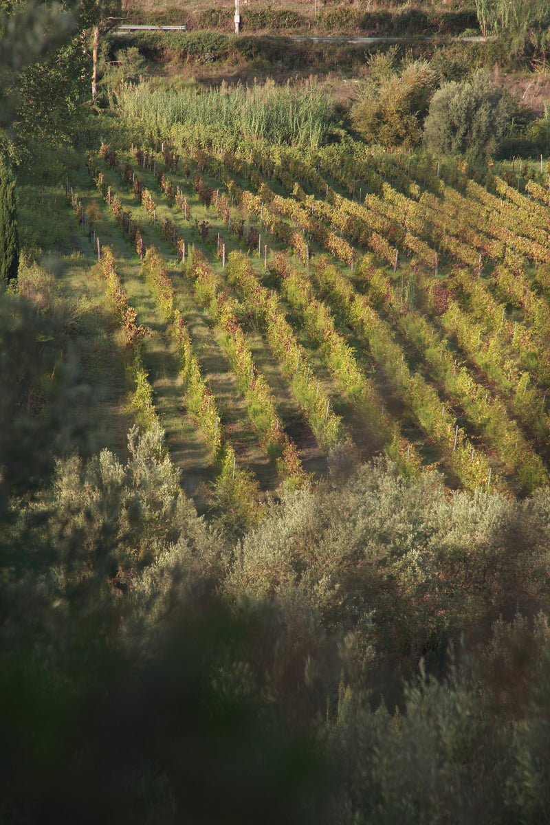Nicolas tra le vigne