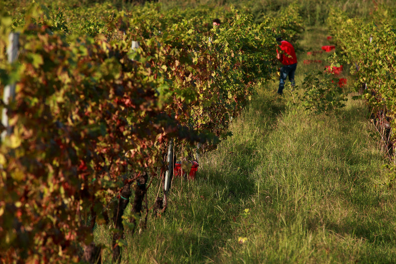 La vendemmia