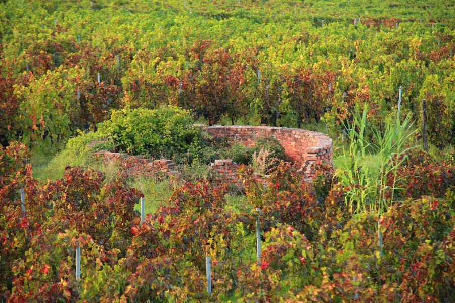Vigneti Mamertino